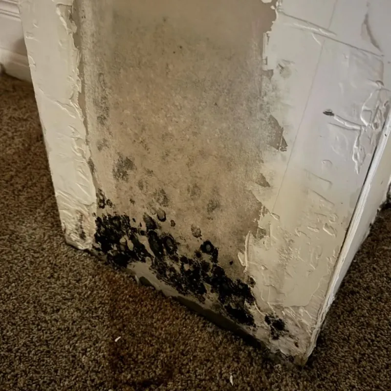 Professional Mold Removal in Los Angeles County, CA